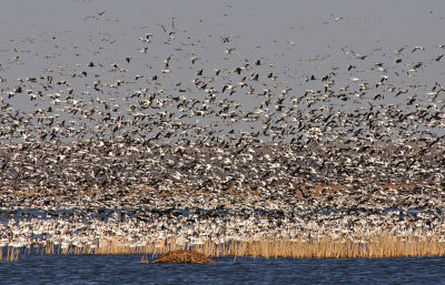 Snow Geese