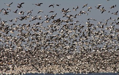 Snow Geese