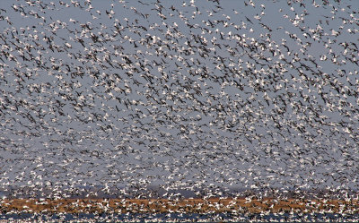 Snow Geese