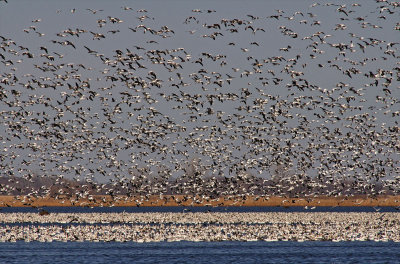 Snow Geese