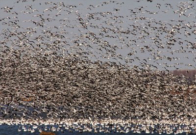 Snow Geese