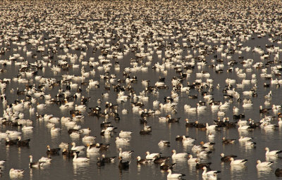 Snow Geese