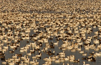 Snow Geese