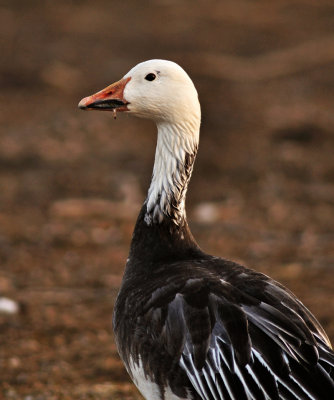 Snow Geese at Loess Bluffs NWR