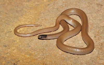 Smith's Black-headed Snake