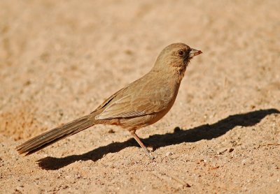 Abert's Towhee