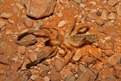 Sulfugid Scorpion