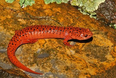 Northern Red Salamander