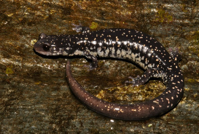 Tellico Salamander