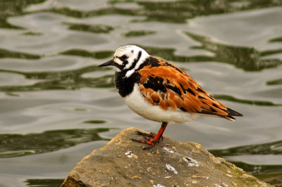 Ruddy Turnstone