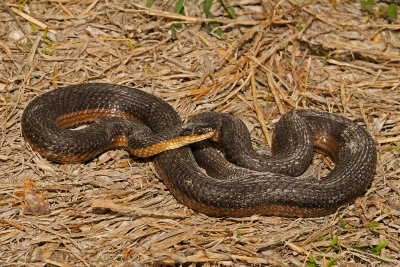 Graham's Crayfish Snake