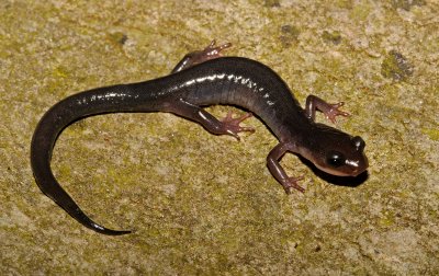 Northern Gray-cheeked Salamander