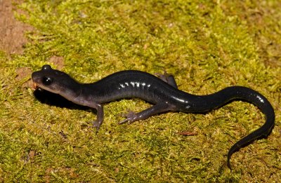 Northern Gray-cheeked Salamander