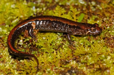 Carolina Mountain Dusky Salamander