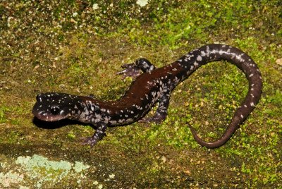 Yonahlossee Salamander (Bat Cave variety)