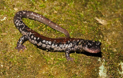Yonahlossee Salamander (Bat Cave variety)