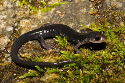 Southern Gray-cheeked Salamander