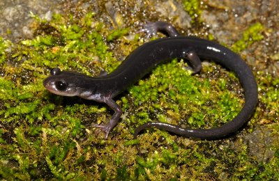 Southern Gray-cheeked Salamander