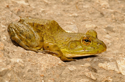 American Bullfrog