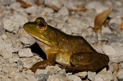 American Bullfrog