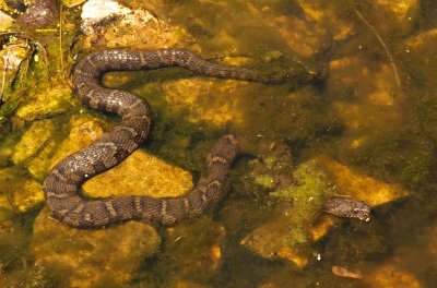 Northern Watersnake