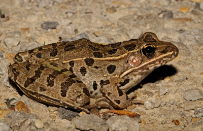 Plains Leopard Frog