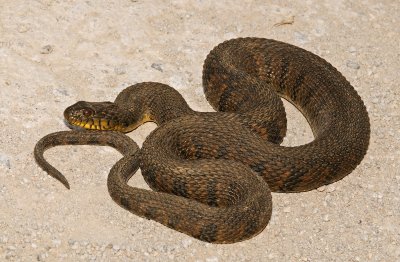 Diamond-backed Watersnake