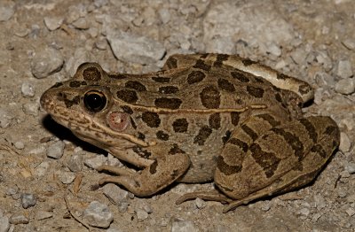 Plains Leopard Frog