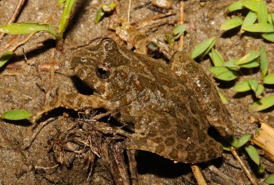 Cricket Frogs