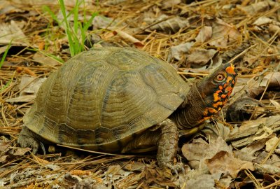 Three-toed Box Turtle