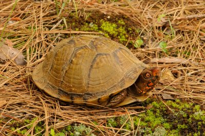 Three-toed Box Turtle