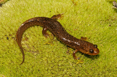 Ouachita Dusky Salamander