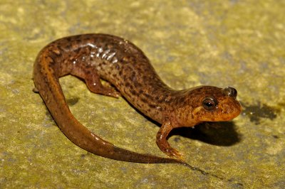 Ouachita Dusky Salamander