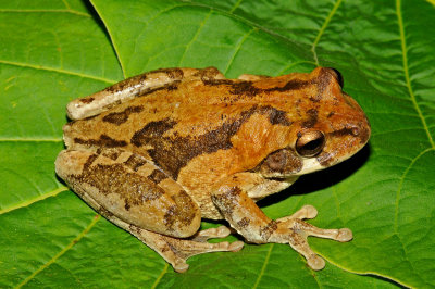 Mexican Treefrog