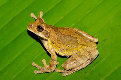 Mexican Treefrog