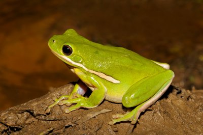 Green Treefrog