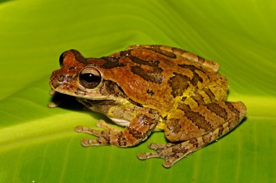 Mexican Treefrog