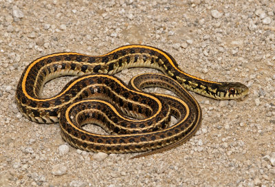 Plains Gartersnake