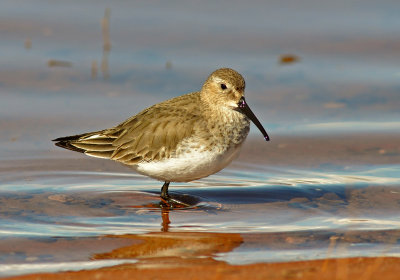 Dunlin