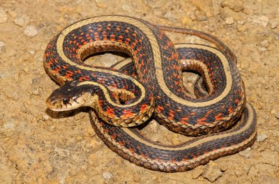 Red-sided Gartersnake