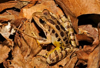 Pickerel Frog