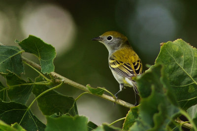 Chestnut-sided Warbler