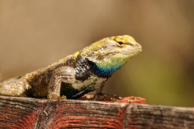 Yellow-backed Spiny Lizard