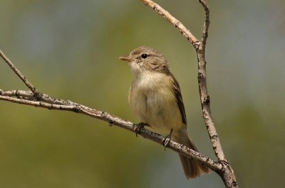 Bell's Vireo