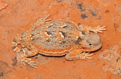 Southern Desert Horned Lizard