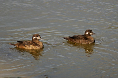 Harlequin Ducks