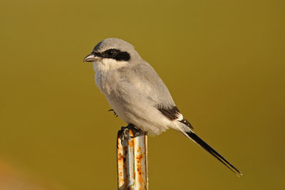 Loggerhead Shrike