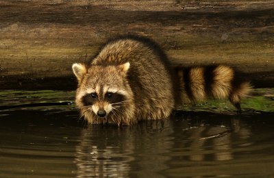 Raccoon