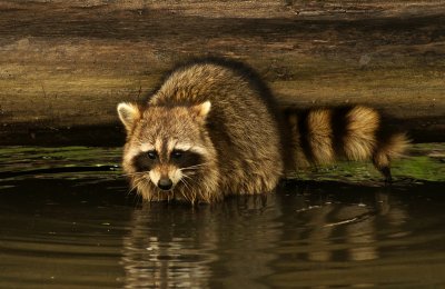 Raccoon