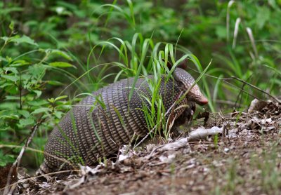 Nine-banded Armadillo